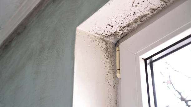 Best Professional Mold Removal  in Marion, MT
