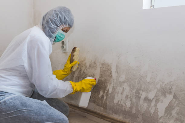 Best Mold Removal and Inspection  in Marion, MT