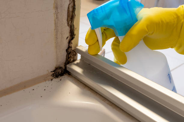 Best Mold Damage Repair  in Marion, MT