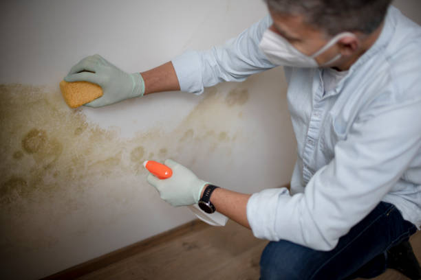 Best Crawl Space Mold Removal  in Marion, MT