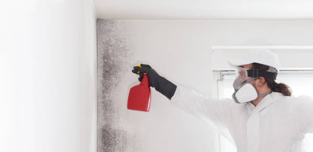 Best Toxic Mold Removal  in Marion, MT