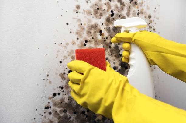 Best Local Mold Removal Service  in Marion, MT
