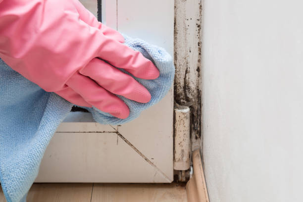 Best Attic Mold Removal  in Marion, MT